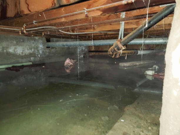 Best Mold removal after water damage  in Chester, NY
